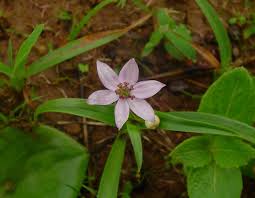 Image result for Iphigenia pauciflora
