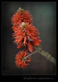 Image result for Eriolaena rulkensii