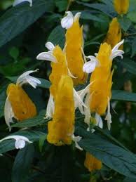 Neocaridina shrimp, caridina shrimp, sulawesi shrimp Yellow Shrimp Plant Golden Shrimp Plant Lollipop Plant Tropical Plants Almost Eden