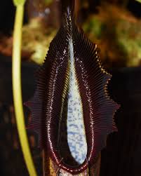 Image result for Drosera natalensis