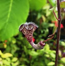 Image result for Ceropegia crassifolia