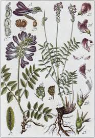 Image result for Hedysarum