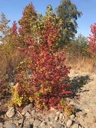 Image result for Liquidambar