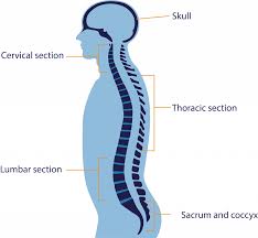 And because of the many nerves that run throughout your spine and into the rest of your body, a problem in the lower back can lead to leg pain, hip problems. Brain Spine Foundation Anatomy Of The Brain And Spine