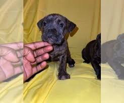 Pets and animals detroit 25,000 $. View Ad American Pit Bull Terrier Cane Corso Mix Puppy For Sale Near Michigan Detroit Usa Adn 230299