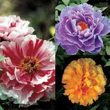 Check spelling or type a new query. Exciting Gardens