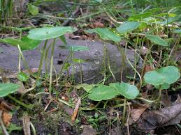 Image result for Hydrocotyle mannii