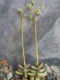 crassula nudicaulis var herrei world of succulents colorful succulents succulents planting succulents