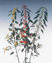 Image result for Euphorbia fulgens