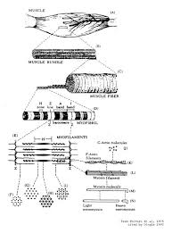 Extract of sample muscular and skeletal system worksheet. Muscular System Poultry Hub