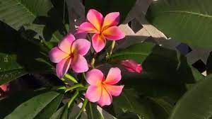 Sun Harbor Nursery Plumeria 101 Paradise Garden Tour Plumeria Paradise Garden Garden Tours