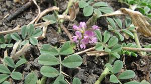 Image result for Indigofera microcarpa
