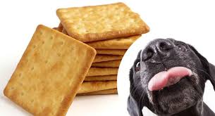 Some people insist that cookies are the superior snack food, while others will fight to the death (not really) insisting that chips are far tastier, more satisfying. Can Dogs Eat Graham Crackers And What About The Cinnamon Ones
