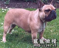 The website collected by this website comes from the. æ³•åœ‹é¬¥ç‰›çŠ¬ä»‹ç´¹ å¯µå¯µå¾®ç© å¯µç‰©è«–å£‡ å¯µç‰©ç™¾ç§'