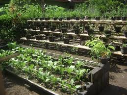 Seperti yang dilakukan oleh warga dusun pasir kampung panca warga, desa labuhan sumbawa, kabupaten sumbawa, mereka memanfaatkan pekarangan rumahnya untuk berkebun. Lahan Anda Sempit Berikut Beberapa Cara Menanam Sayuran Di Pekarangan Rumah Supplier Produk Indonesia