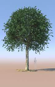 Check spelling or type a new query. Maple Tree Acer Mature A 3d Model Cgtrader