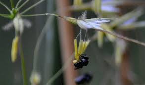 Image result for Elytrophorus spicatus