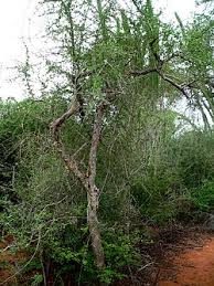 Image result for Commiphora caerulea