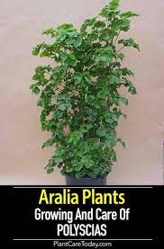 Aralia Plant Care Learn Tips On Growing Polyscias Plants Guide Office Plants House Plant Care Plants