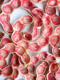 Image result for Pithecellobium dulce