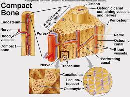 Cancellous bones, compact bone, cortical bone, diaphyses, haversian canal, lamella, marrow cavity, osseous tissue, osteons, spongy bone, trabeculae. Compact And Spongy Bone Bonecompact And Spongy Gif Anatomy And Physiology Human Anatomy And Physiology Anatomy Bones