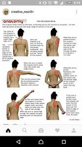 Pin By Marhanz On Drawing Ref Human Muscle Anatomy Occupational Therapy Anatomy
