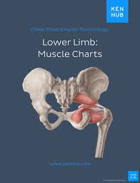 Chondrodysplasias abnormalities in the size and shape of bones disproportionate shortness in stature named after the part of the bone affected. Muscle Anatomy Reference Charts Free Pdf Download Kenhub
