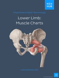 Human body muscular system anatomy poster set laminated. Muscle Anatomy Reference Charts Free Pdf Download Kenhub