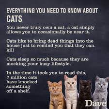How do we do it? Internationalcatday Hashtag Fun Facts About Cats International Cat Day Cat Facts