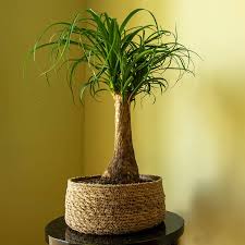 Image result for Beaucarnea recurvata