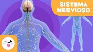 Imágenes del sistema nervioso estructura partes y nombres. El Sistema Nervioso El Cuerpo Humano Para Ninos Youtube