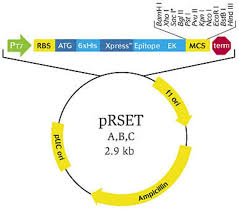 Using the phoa gene and phoa fusions to monitor expression in these vectors, we show that the … Prset A B C Bacterial Expression Vectors