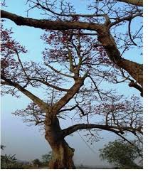 Káº¿t quáº£ hÃ¬nh áº£nh cho hinh anh luy tre lang