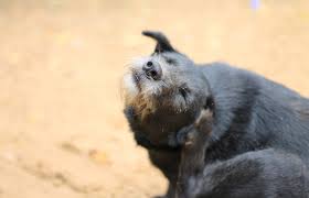 A veterinarian will take one or more skin scrapings and look under a. Detecting And Treating Ear Mites In Dogs Lovetoknow