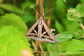 Image result for Triainolepis