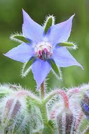 Pin By Heather Scripture On Nature Borage Types Of Herbs Edible Flowers