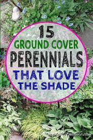Shade Ground Cover Perennials That Will Keep The Weeds Down Gardening From House To Home Ground Cover Plants Ground Cover Perennials Perennial Ground Cover