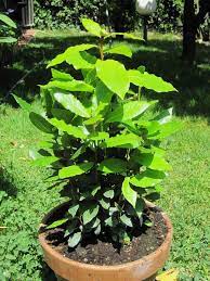 Bay Leaf Plants How To Grow And Care For Bay Laurel Bay Leaf Plant Bay Leaf Tree Planting Herbs