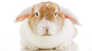 I've done loads of research but all the information varies greatly on the temperments of each breed. Lop Eared Bunny Your Guide To The Floppy Eared Breeds