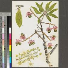 Image result for Ochna pulchra