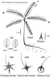 Image result for Phyllanthus martinii