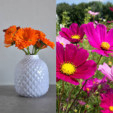 We did not find results for: Edible Flower Seed Set Premium Delicate Flower Seeds Set With 6 Varieties Of Flower Seeds Edible Flower Seeds Edible Flowers For Cake Edible Flowers Cake Decoration Edible Flowers