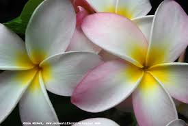 Plumeria Photographs Of By Gina Mikel Plumeria Pretty Flowers Frangipani
