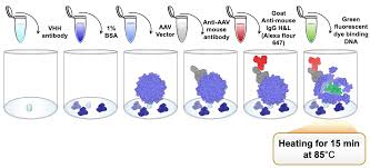 Image result for Poppy Red 1996 AAV