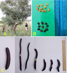 Image result for Bobgunnia madagascariensis