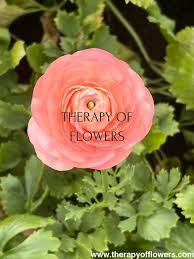 Image result for Ranunculus raeae