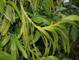 Image result for Diaphananthe bidens