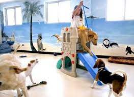 Doggie Day Care The Pet Product Guru Dog Daycare Luxury Dog Kennels Pet Daycare