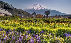 Mt Fuji Yamanashi Prefecture Japan April 21 2018 Yamanakako Hanano Miyako Koen Park With Iconic Mount Fuji In The Background By Mirko Kuzmanovic Photo Stock Snapwire