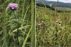 Image result for Lantana rugosa